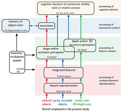 Modes of Effective Connectivity within Cortical Pathways Are Distinguished for Different Categories of Visual Context: An fMRI Study